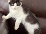 Mix Turkish Van & Ragdoll - Turkish Van Kitten For Adoption - 