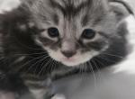 Madison and Royal - Maine Coon Kitten For Sale - Cottonwood&comma; CA&comma; US