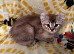 Highlander kity 2a - Highlander Kitten For Sale - Goshen&comma; AL&comma; US