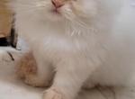 Paul - Himalayan Kitten For Sale - IL&comma; US