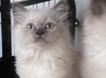 TICA ragdolls - Ragdoll Kitten For Sale - 