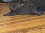 Hazels babyboy - Manx Kitten For Sale - Cushing&comma; TX&comma; US