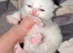 TICA ragdolls - Ragdoll Kitten For Sale - Williamsport&comma; OH&comma; US