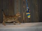 Sweet Females - Bengal Kitten For Sale - OH&comma; US