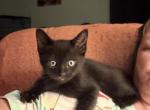 Nubbins babies - Manx Kitten For Sale - 