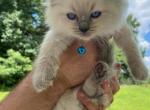 Kitten 2 Yellow - Ragdoll Kitten For Sale - Havre De Grace&comma; MD&comma; US