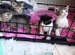 Sallys kittens - Manx Kitten For Sale - 