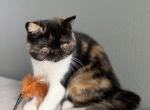 Rosie - Exotic Kitten For Sale - Vancouver&comma; WA&comma; US