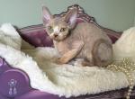 Pixie - Devon Rex Kitten For Sale - Homer&comma; IL&comma; US