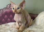 Lily - Devon Rex Kitten For Sale - Homer&comma; IL&comma; US
