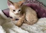 Ginger - Devon Rex Kitten For Sale - Homer&comma; IL&comma; US