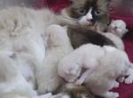 Ragdoll Purebred Daisy May's August 8 Litter - Ragdoll Kitten For Sale - Dousman&comma; WI&comma; US