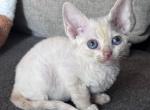 Mimi - Devon Rex Kitten For Sale - Homer&comma; IL&comma; US