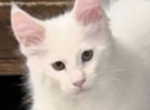 Pinky - Maine Coon Kitten For Sale - Fort Myers&comma; FL&comma; US