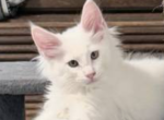 Troy - Maine Coon Kitten For Sale - Fort Myers&comma; FL&comma; US