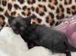 River - Devon Rex Kitten For Sale - Homer&comma; IL&comma; US