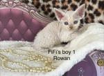 Rowan - Devon Rex Kitten For Sale - Homer&comma; IL&comma; US