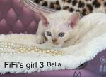 Bella - Devon Rex Kitten For Sale - Homer&comma; IL&comma; US