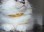 Stella - Ragdoll Kitten For Sale - Monroe&comma; NC&comma; US