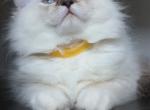 Millie - Ragdoll Kitten For Sale - Monroe&comma; NC&comma; US