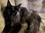 Bear - Maine Coon Cat For Sale - Mooresville&comma; NC&comma; US