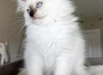Scarlett - Ragdoll Kitten For Sale - 