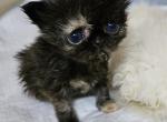 Patches - Persian Kitten For Sale - Monroe&comma; NY&comma; US