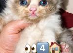 Saraya son - Ragamuffin Kitten For Sale - Williamsport&comma; OH&comma; US