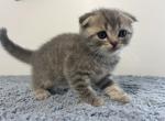 Sebastian - Scottish Fold Kitten For Sale - Levittown&comma; PA&comma; US