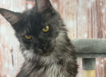 Rada - Maine Coon Kitten For Sale - 