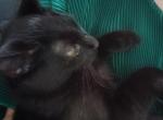 Spider - Domestic Cat For Sale - Bethany&comma; MO&comma; US