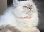 Stella - Ragdoll Kitten For Sale - Monroe&comma; NC&comma; US