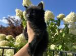 Shadow - Domestic Kitten For Sale - 