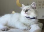 Tessa - Ragdoll Kitten For Sale - Monroe&comma; NC&comma; US