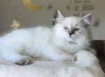 Scarlett - Ragdoll Kitten For Sale - Monroe&comma; NC&comma; US