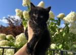 Pixie - Domestic Kitten For Sale - 