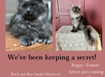 Black and Blue smoke - Maine Coon Kitten For Sale - Villa Rica&comma; GA&comma; US