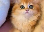 MIU - British Shorthair Kitten For Sale - Irvine&comma; CA&comma; US