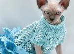 Sam - Sphynx Kitten For Sale - CO&comma; US