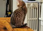Skye Bengalese litter - Bengal Kitten For Sale - Bedford&comma; PA&comma; US