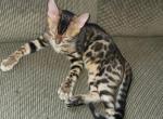 TICA registered Bengal male - Bengal Kitten For Sale - Bedford&comma; PA&comma; US