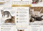 Bengal litter total of 12 - Bengal Kitten For Sale - Hemet&comma; CA&comma; US