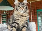 Maine Coon Torbie Female - Maine Coon Kitten For Sale - NY&comma; US