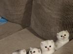 British Silver Chinchilla Kittens - British Shorthair Kitten For Sale - Philadelphia&comma; PA&comma; US