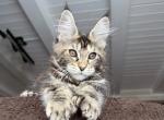 Poly Female Brown Tabby - Maine Coon Kitten For Sale - NY&comma; US