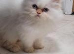John - Himalayan Kitten For Sale - 