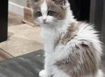 Stella - Ragdoll Kitten For Sale - 