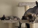 TierTae - Maine Coon Cat For Sale - 