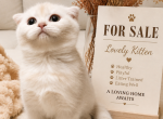 beautiful Scottish Fold and straight kitten - Scottish Fold Kitten For Sale - Fife&comma; WA&comma; US