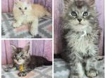 September male babies - Maine Coon Kitten For Sale - Frenchtown&comma; MI&comma; US